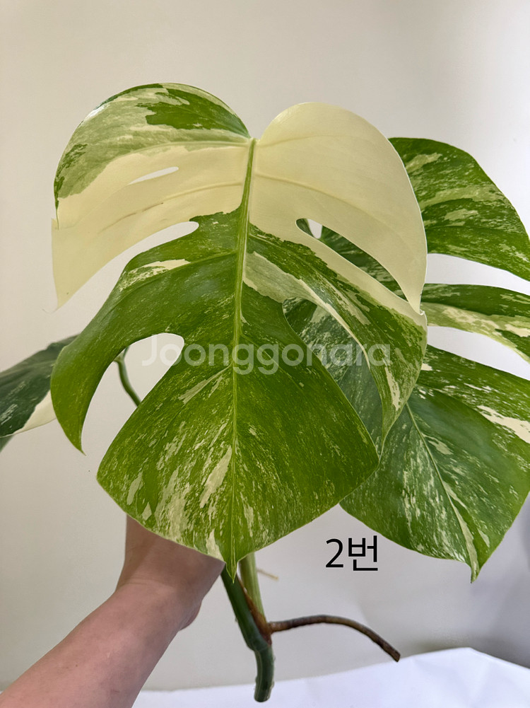 몬스테라 알보--3