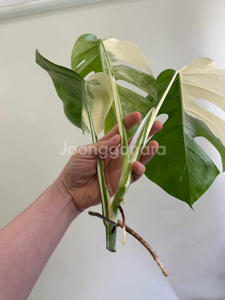 몬스테라 알보--7