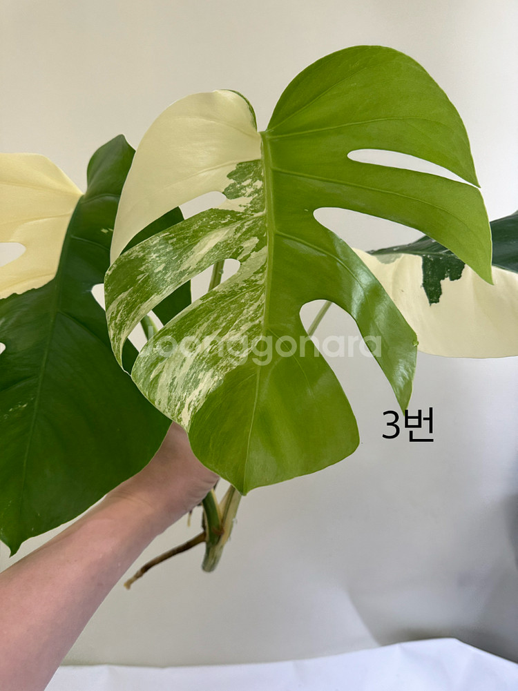 몬스테라 알보--6