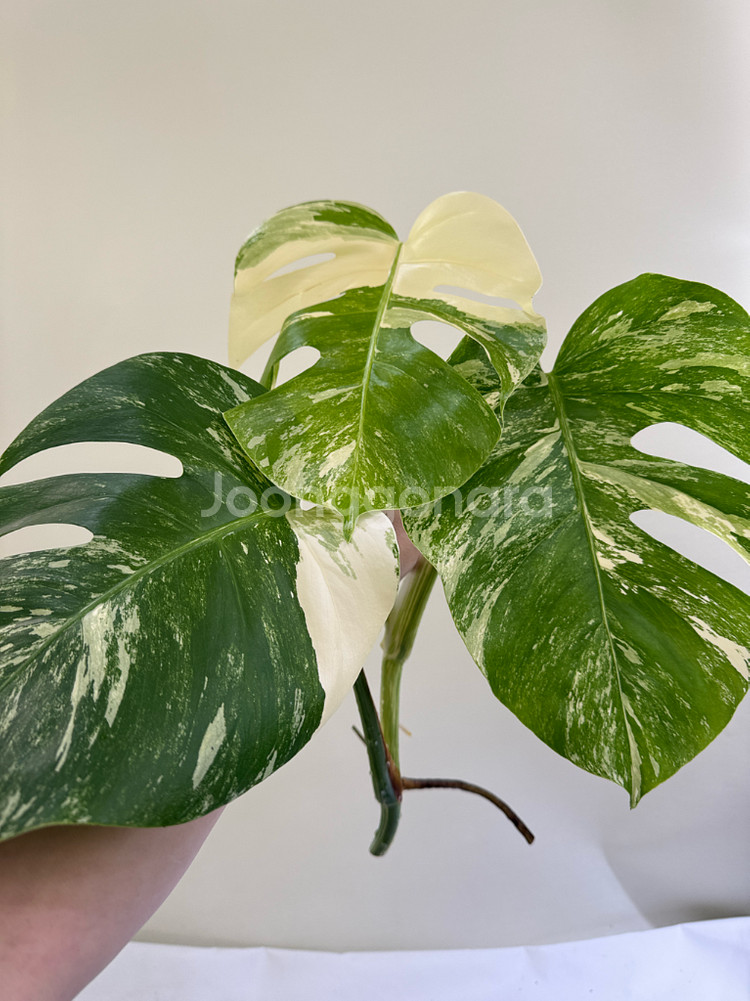 몬스테라 알보--5