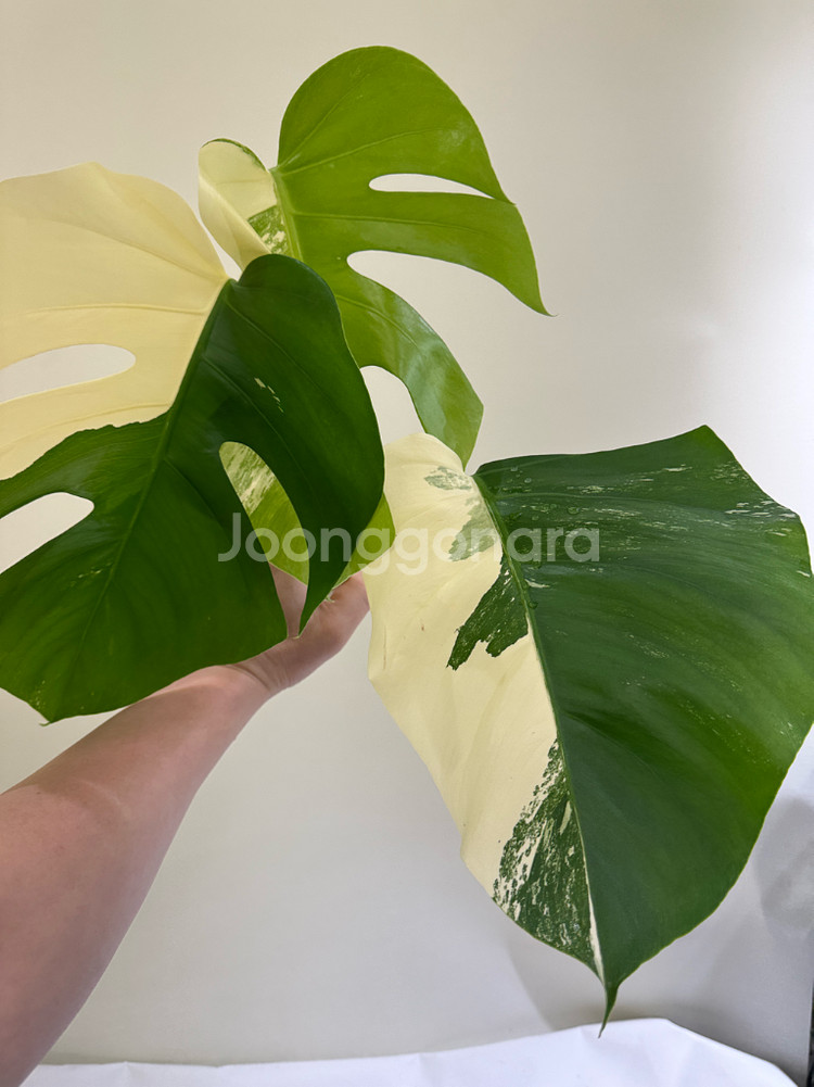 몬스테라 알보--8