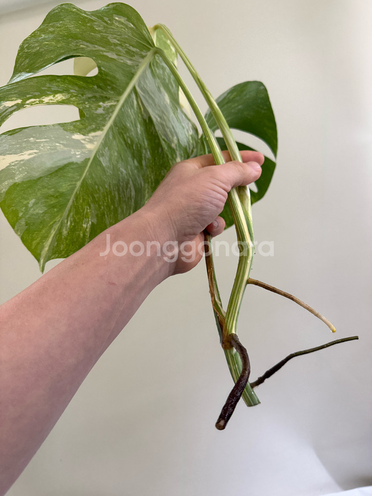 몬스테라 알보--4