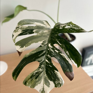 몬스테라 알보 바리에가타 식물 화분