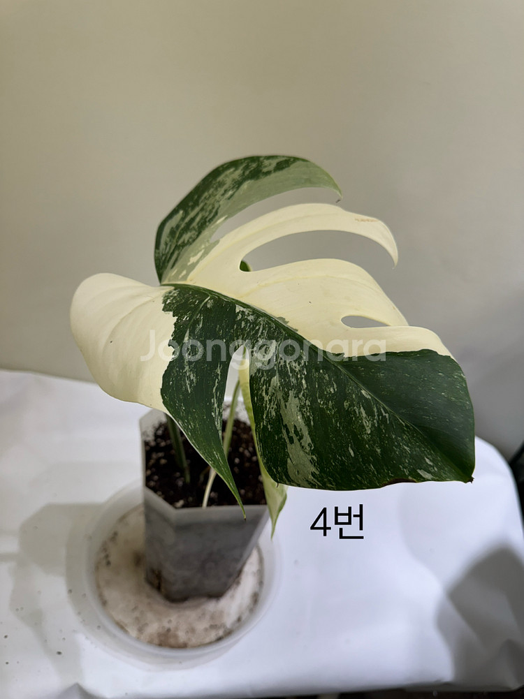 몬스테라 알보--0