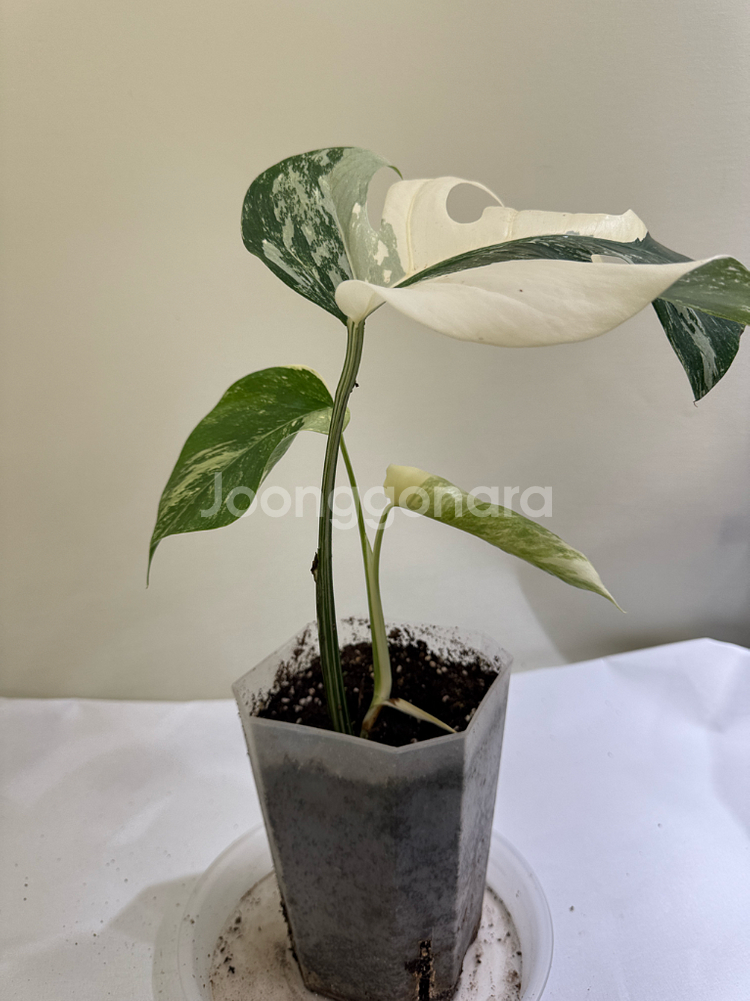 몬스테라 알보--1
