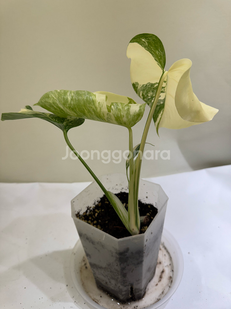 몬스테라 알보--4