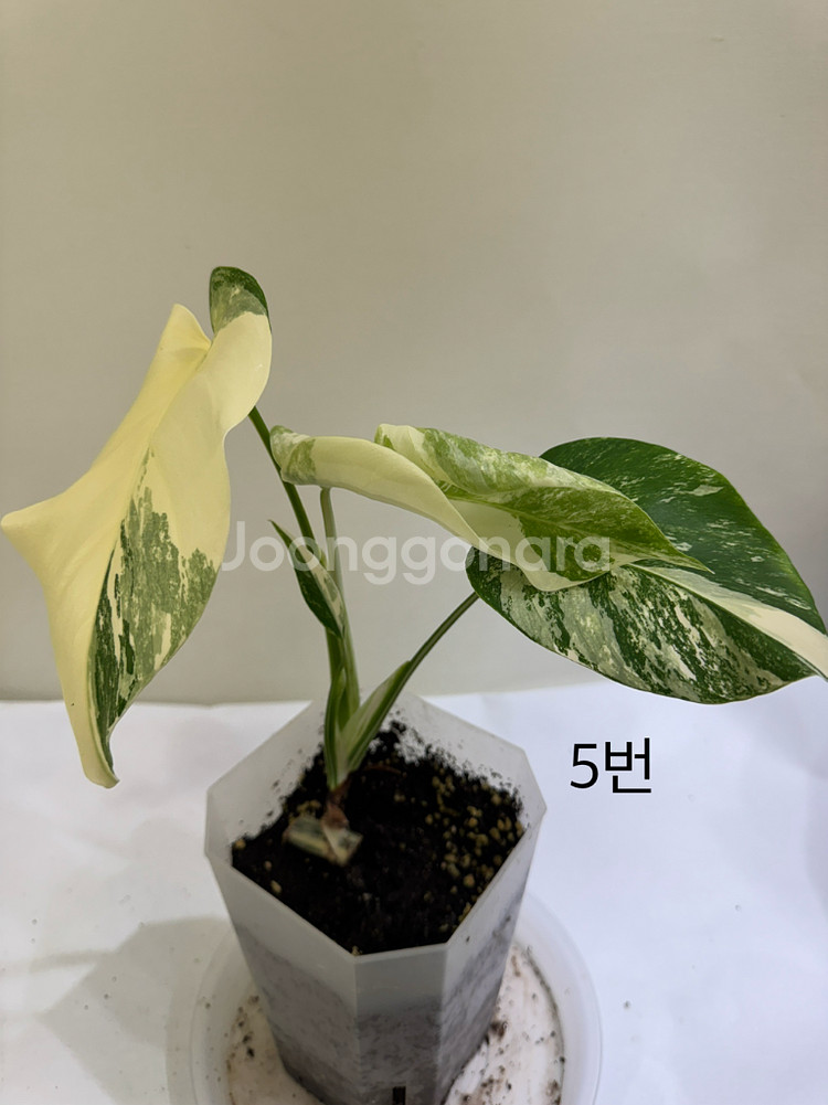 몬스테라 알보--3