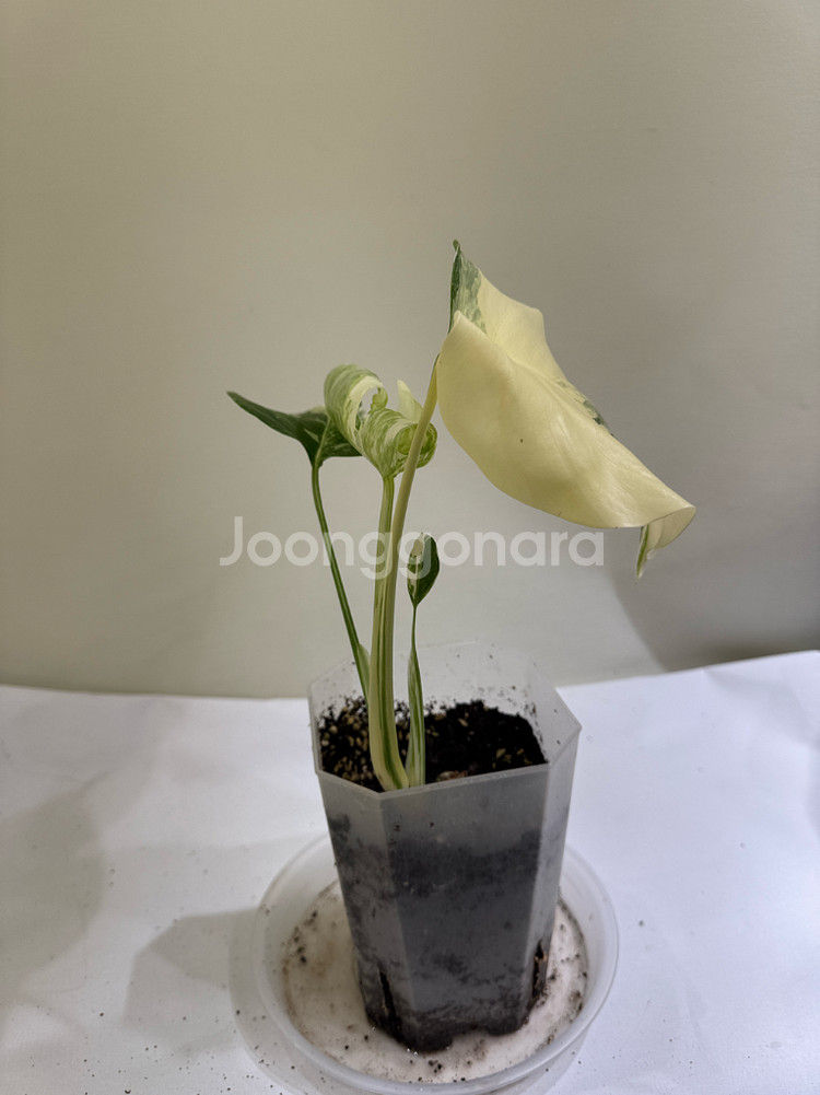 몬스테라 알보--5