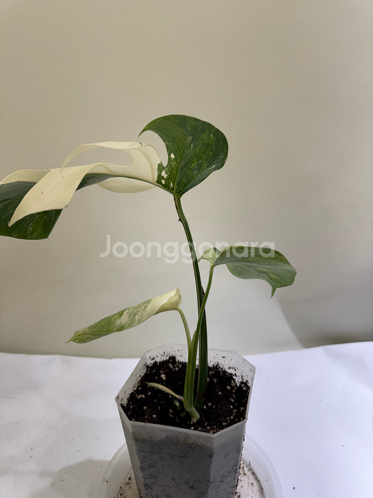 몬스테라 알보--2