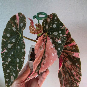 베고니아 마큘라타 바리에가타