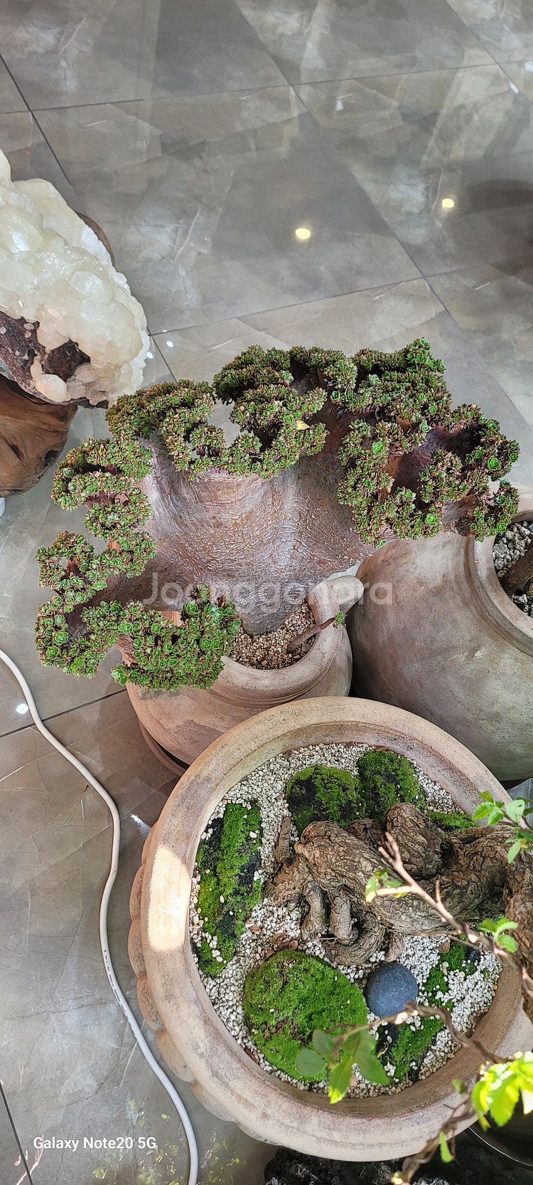 아가베 바리에가타 식물--2