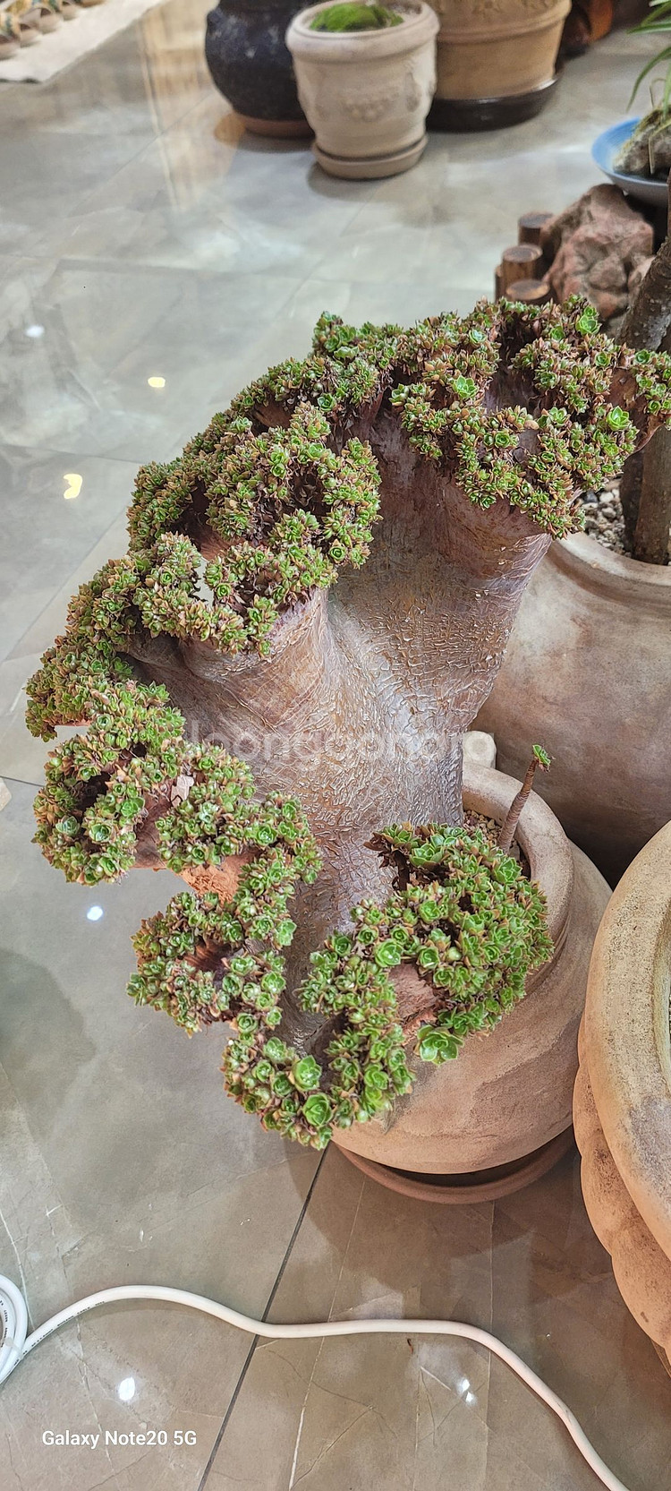 아가베 바리에가타 식물--3