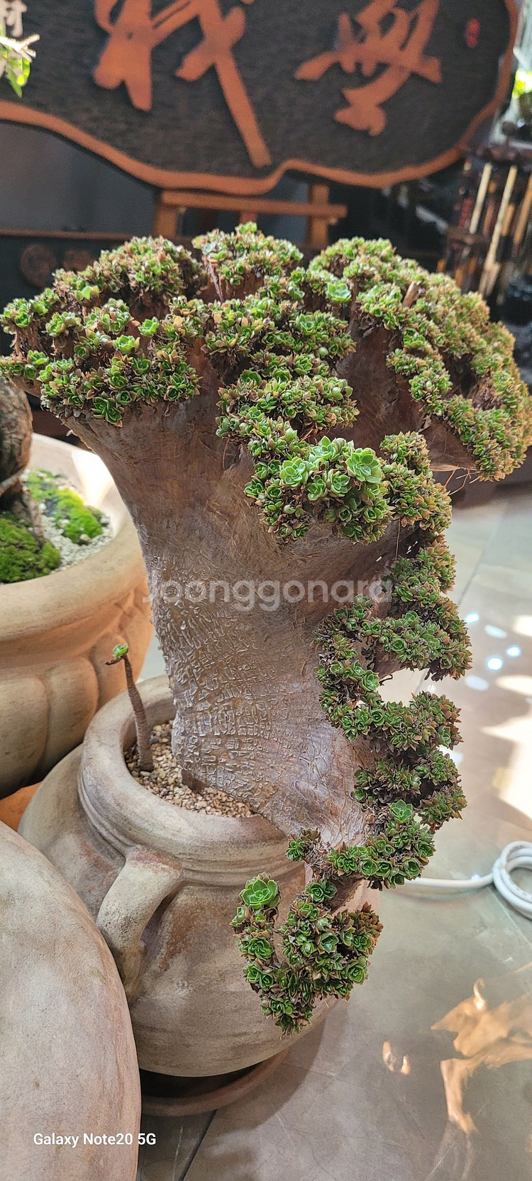 아가베 바리에가타 식물--0