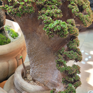 아가베 바리에가타 식물