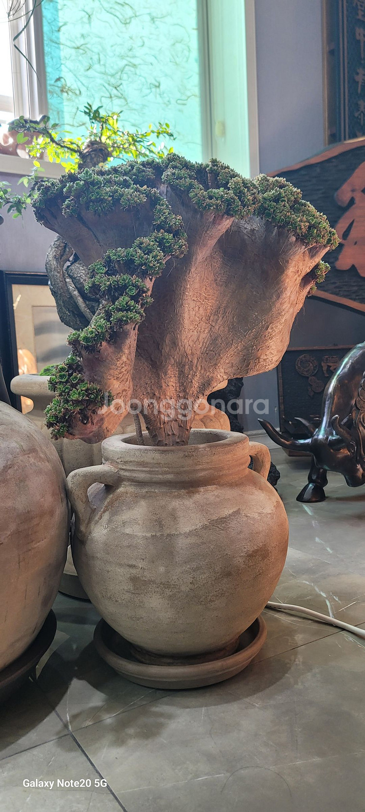 아가베 바리에가타 식물--1