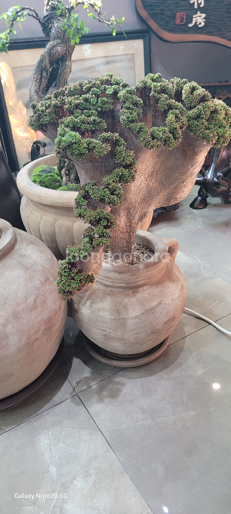 아가베 바리에가타 식물--5