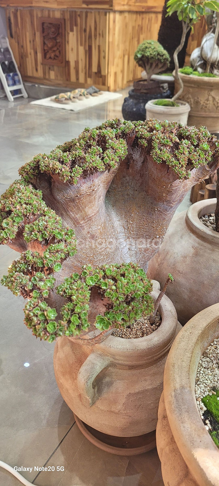 아가베 바리에가타 식물--4