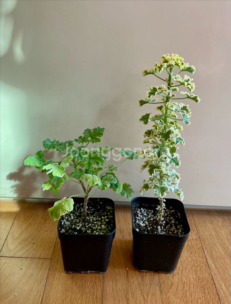 제라늄 2종(흰무늬크리스펌, 크리미넛 맥)--0