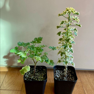 제라늄 2종(흰무늬크리스펌, 크리미넛 맥)