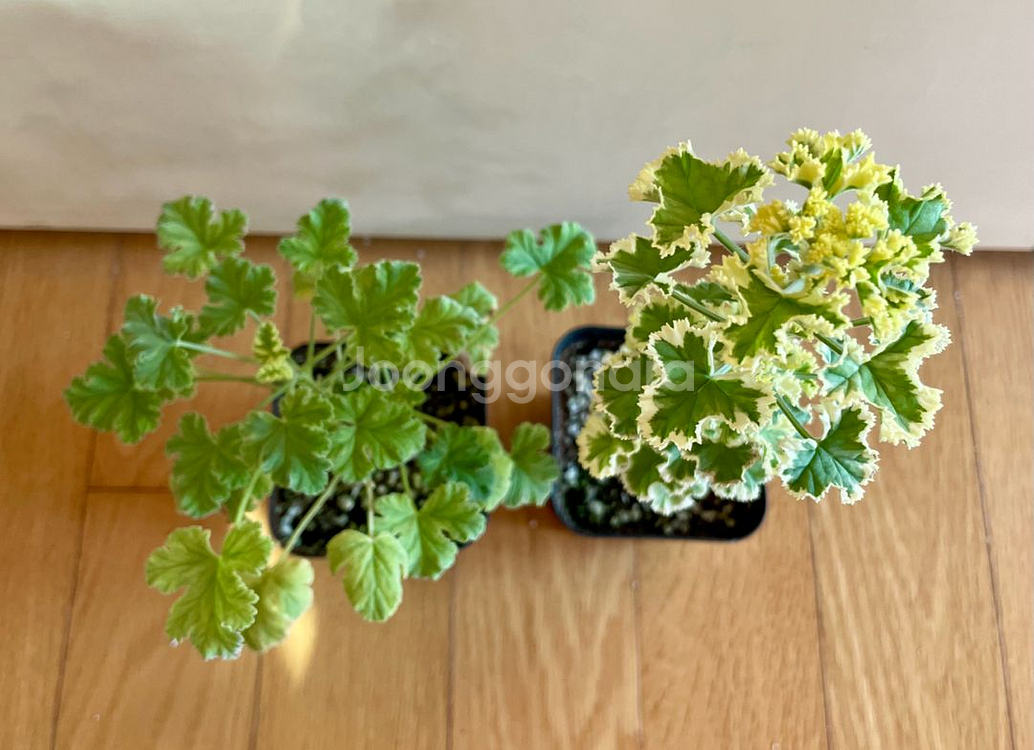 제라늄 2종(흰무늬크리스펌, 크리미넛 맥)--1