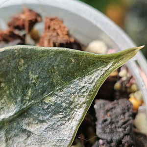 알로카시아 쿠프레아 레드시크릿 바리에가타