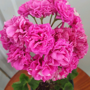 제라늄 U그루쉔카