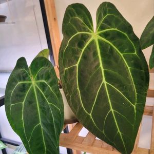 안스리움 레이븐하트x크리스탈리넘 다크폼