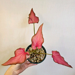 칼라디움 SP -2 (사진수정)