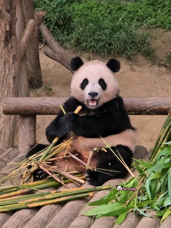 에버랜드 종일권 (주말 이용가능)--0