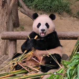 에버랜드 종일권 (주말 이용가능)