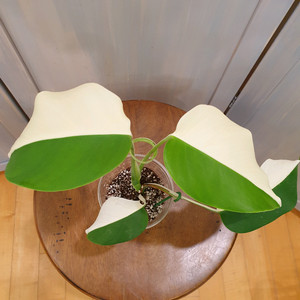 #조배X #완벽한 하프문 ~ 몬스테라 알보 바리에가타