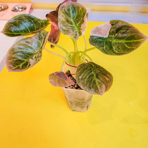 알로카시아 쿠프레아 핑크 바리에가타<안스 호야x>