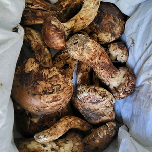 송이버섯 능이버섯 팝니다 이미지