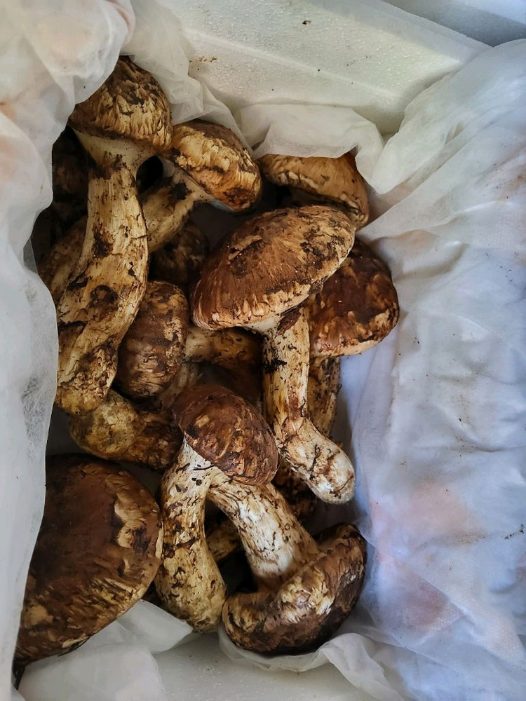 송이버섯 능이버섯 팝니다 이미지