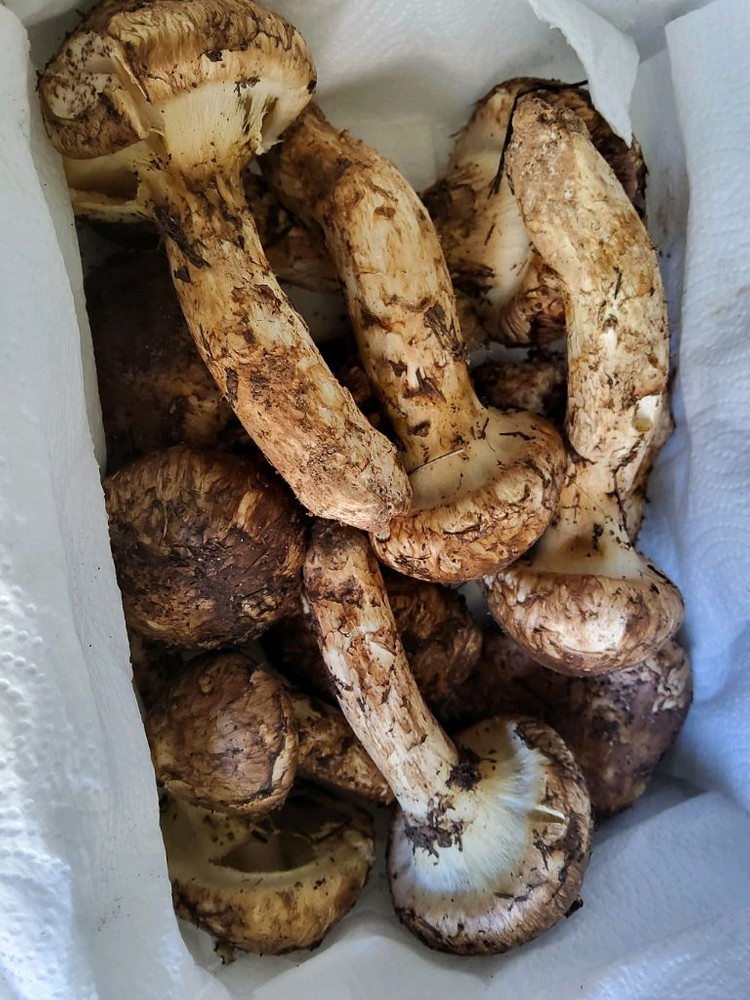 송이버섯 능이버섯 팝니다 이미지