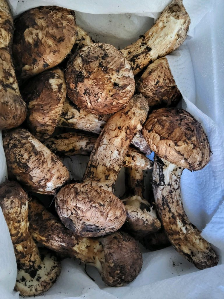 송이버섯 능이버섯 팝니다 이미지