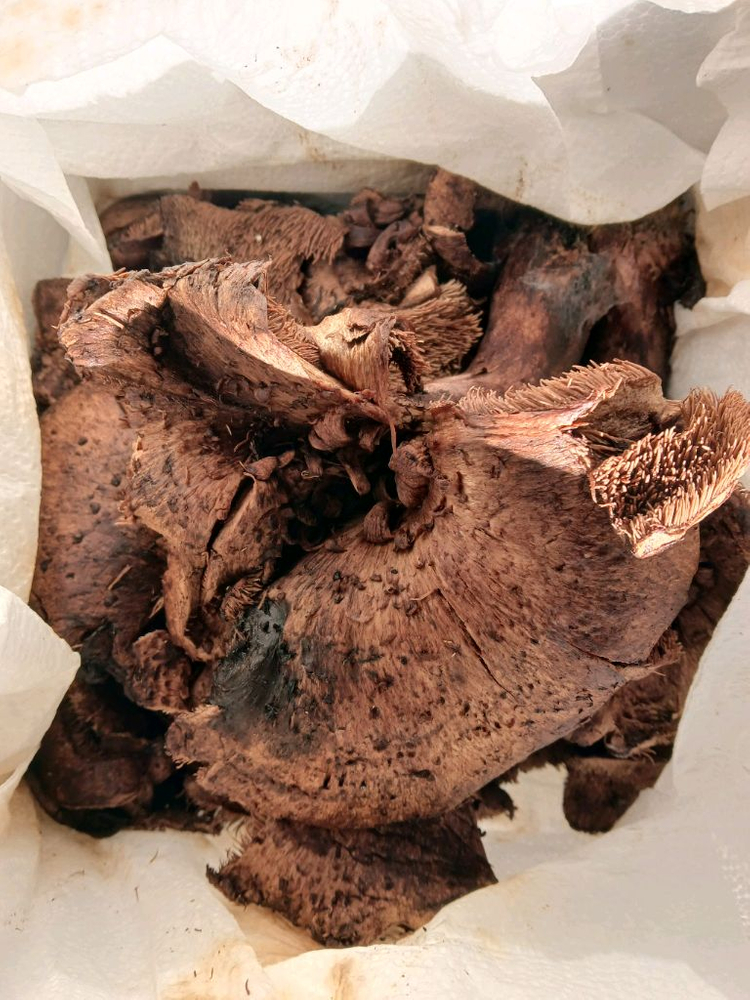 송이버섯 능이버섯 팝니다 이미지