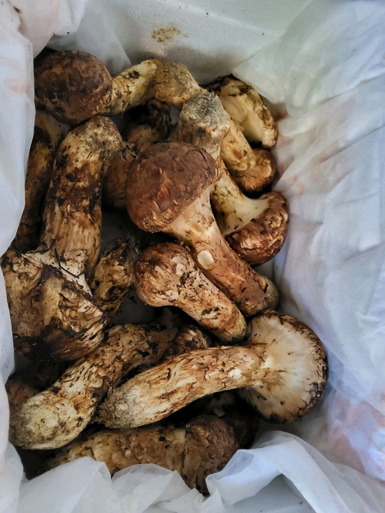 송이버섯 능이버섯 팝니다 이미지