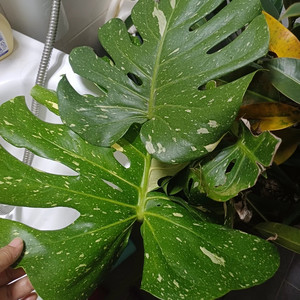 알보몬스테라와 무늬몬스테라 두개다 한꺼번에... 식물