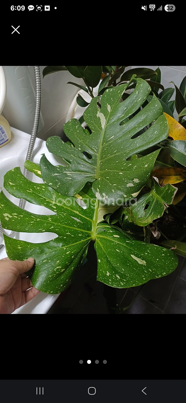 알보몬스테라와 무늬몬스테라 두개다 한꺼번에... 식물--1