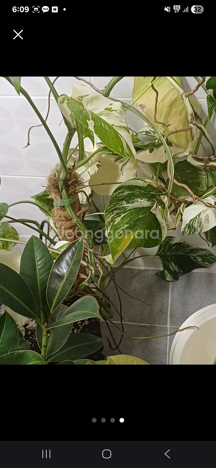 알보몬스테라와 무늬몬스테라 두개다 한꺼번에... 식물--3