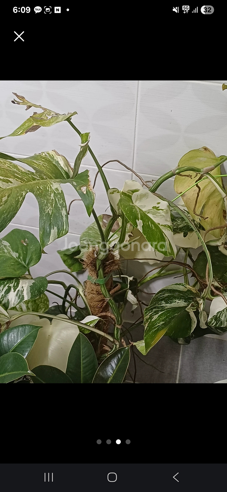 알보몬스테라와 무늬몬스테라 두개다 한꺼번에... 식물--2