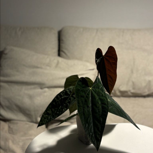 안스리움 aosx(fsrlxfs)