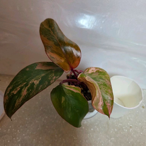 스트로베리쉐이크. 에피스시아 덤