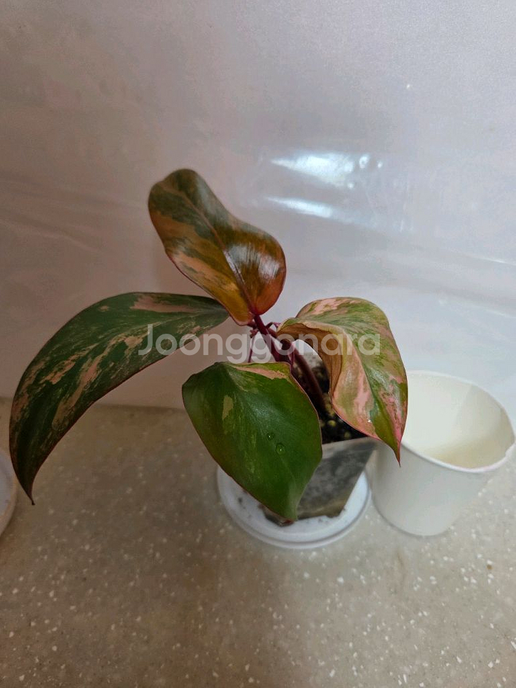 스트로베리쉐이크. 에피스시아 덤--1