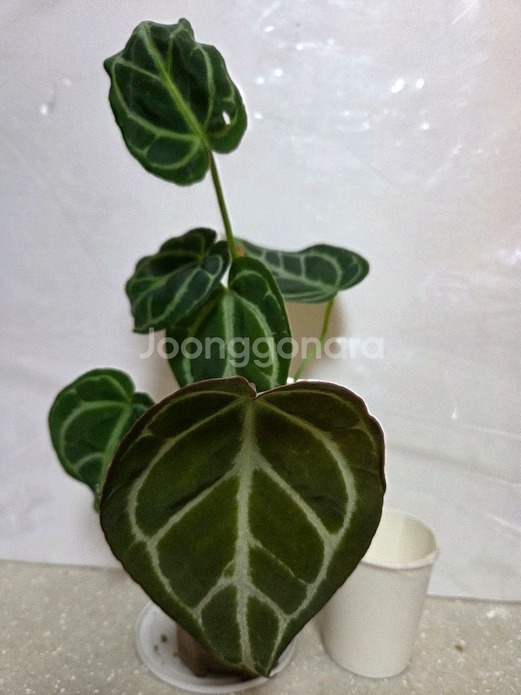 안스리움. 에피스시아 에메랄드벨벳 덤--0