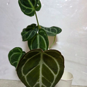 안스리움. 에피스시아 에메랄드벨벳 덤