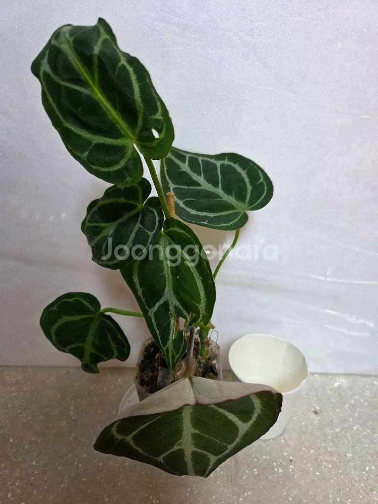 안스리움. 에피스시아 에메랄드벨벳 덤--2