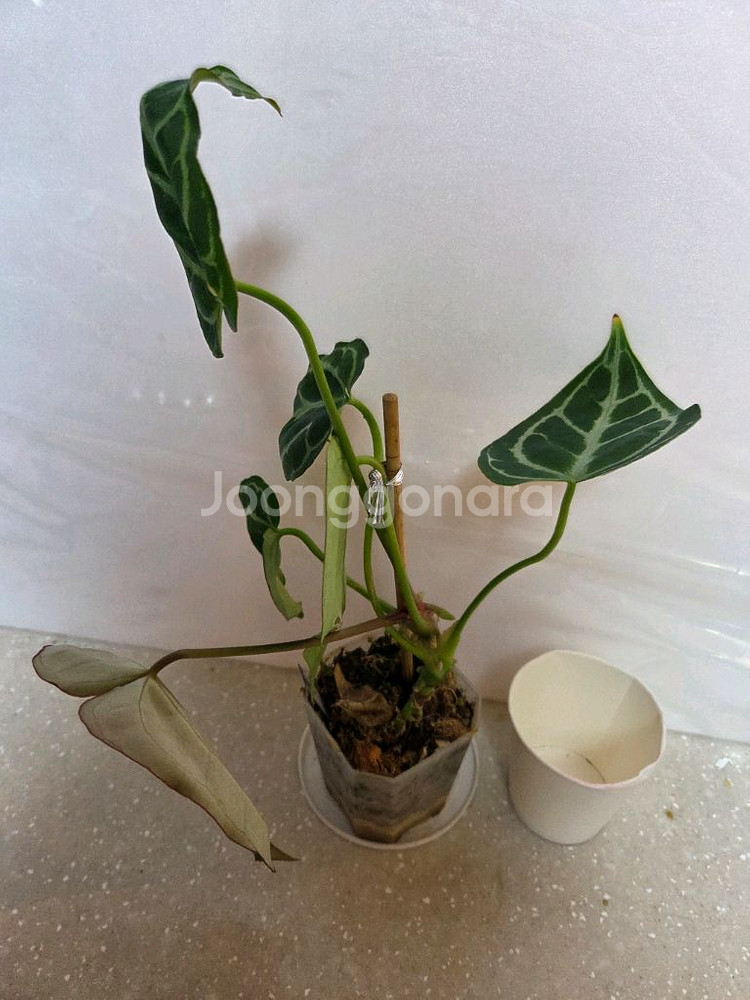 안스리움. 에피스시아 에메랄드벨벳 덤--3