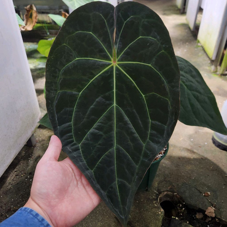 안스리움 에오스 파필--1